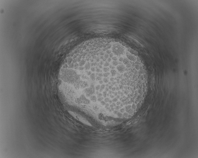 X0000078260917200612011650