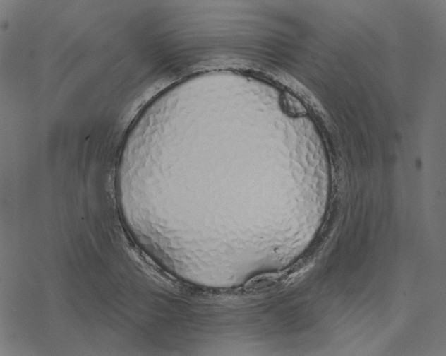 X0000078260937200612011651