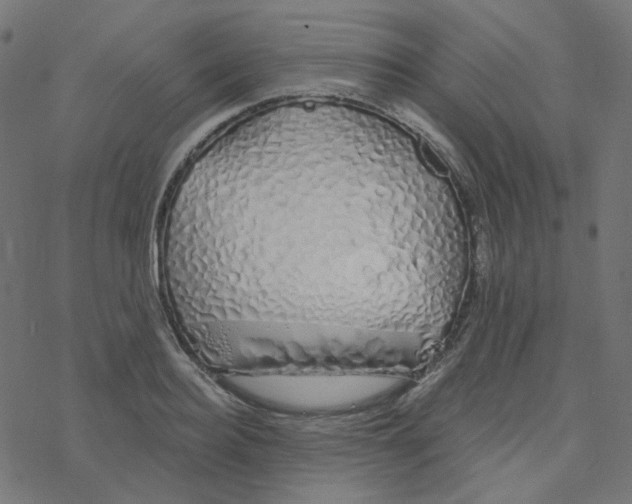 X0000078260940200612011651