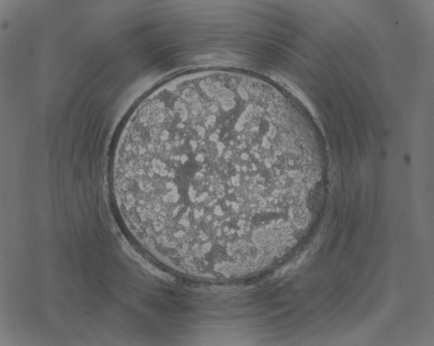 X0000078260941200612011651