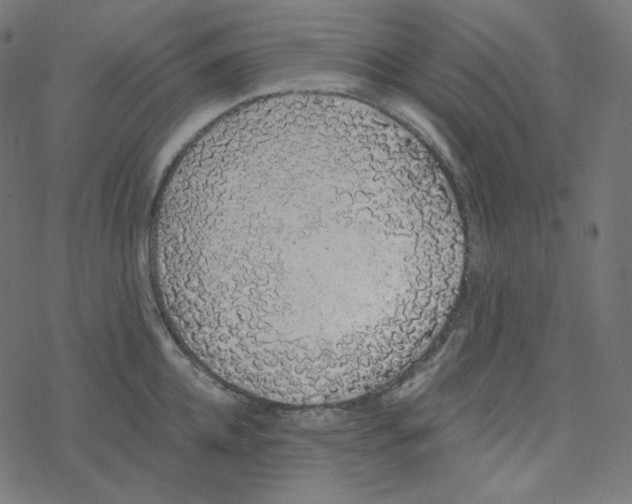 X0000078260952200612011651