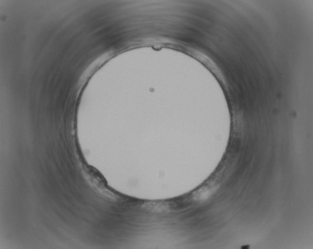 X0000078260954200612011651