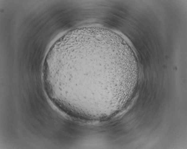 X0000078260957200612011651