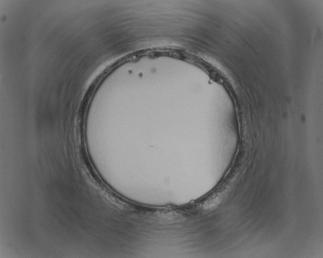 X0000078260983200612011650