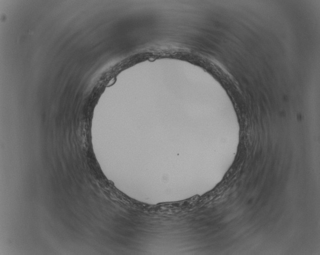 X0000078261016200612011649