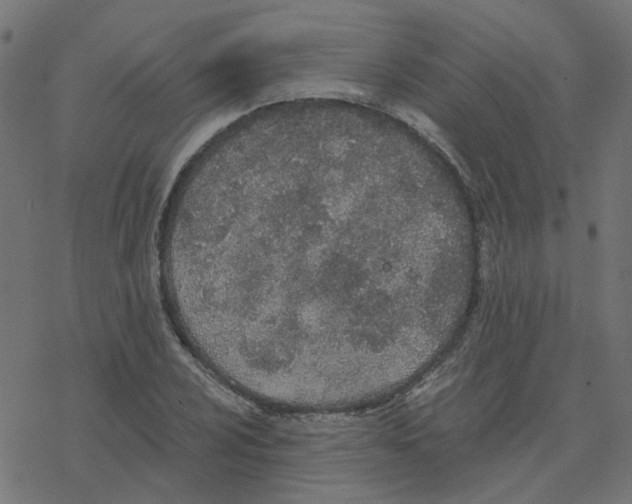 X0000078261024200612011649