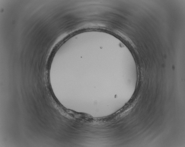 X0000078261029200612011649