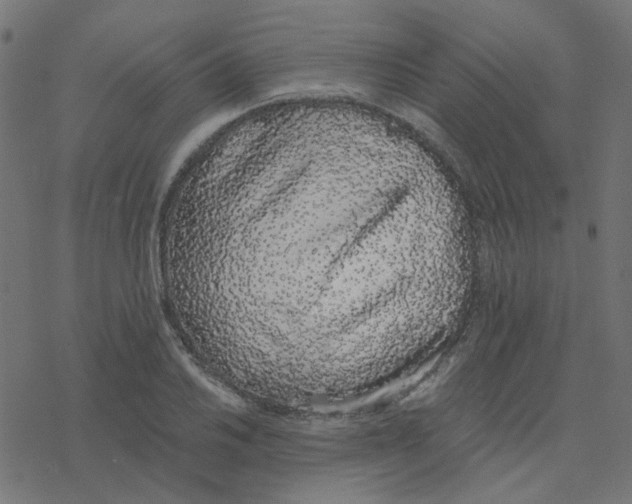 X0000078261030200612011649