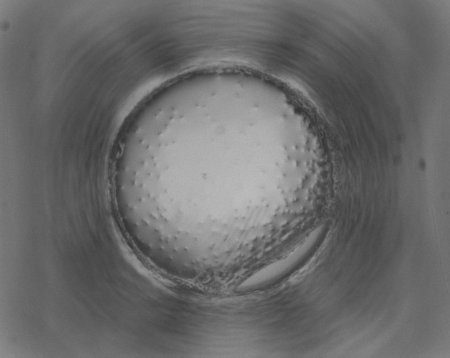 X0000078261038200612011649