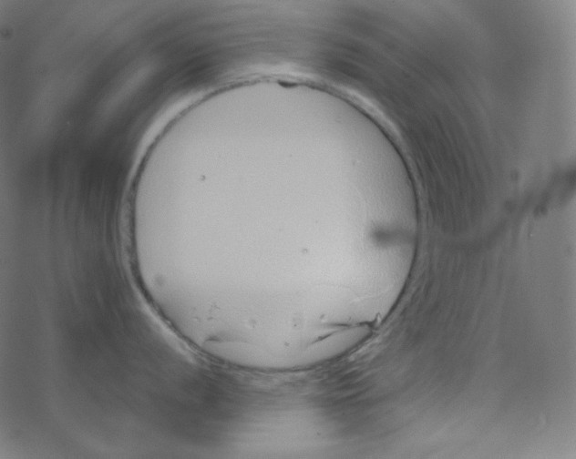 X0000078261056200612011650