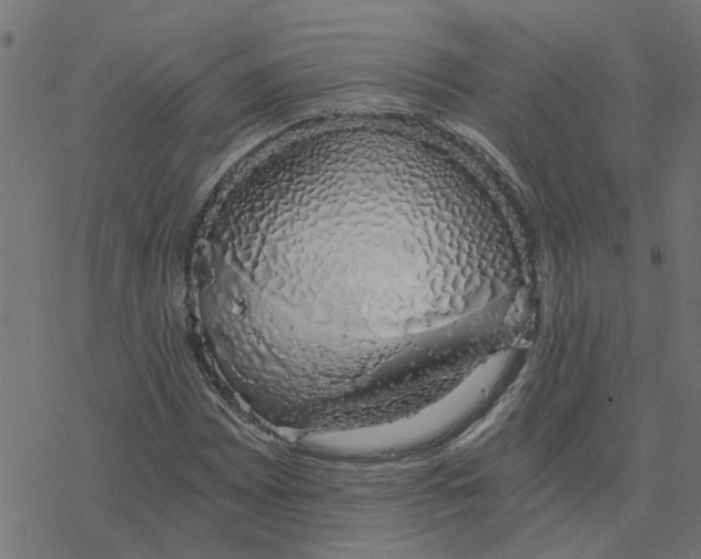 X0000078261065200612011649