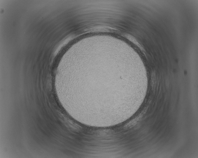 X0000078261067200612011649