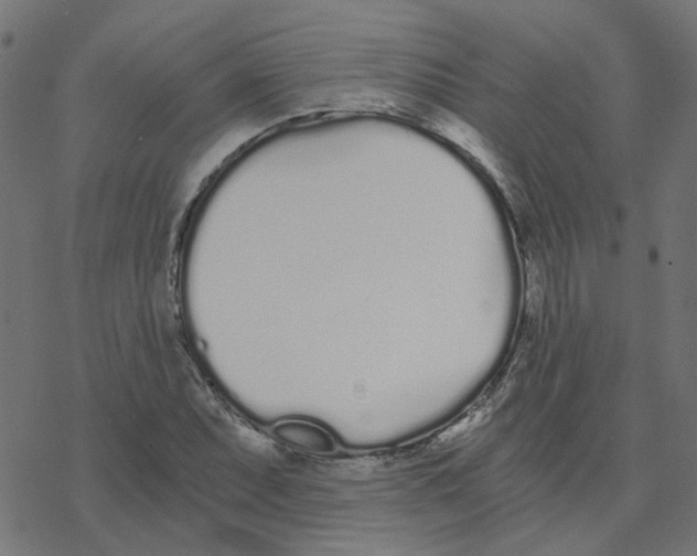 X0000078261071200612011649