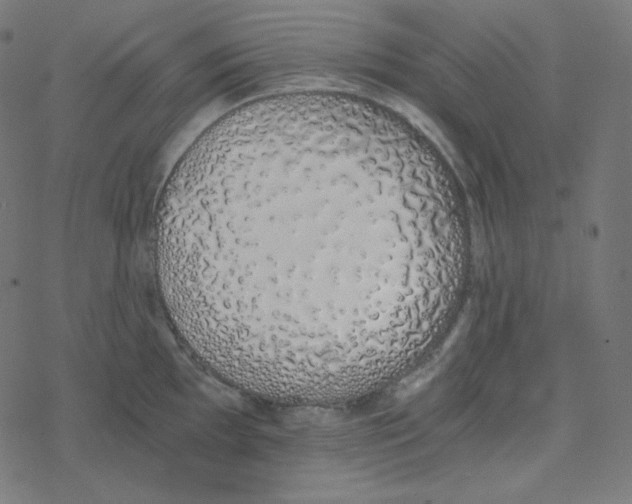 X0000078261097200612011648