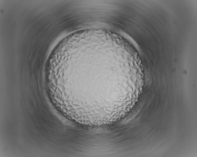 X0000078261099200612011648