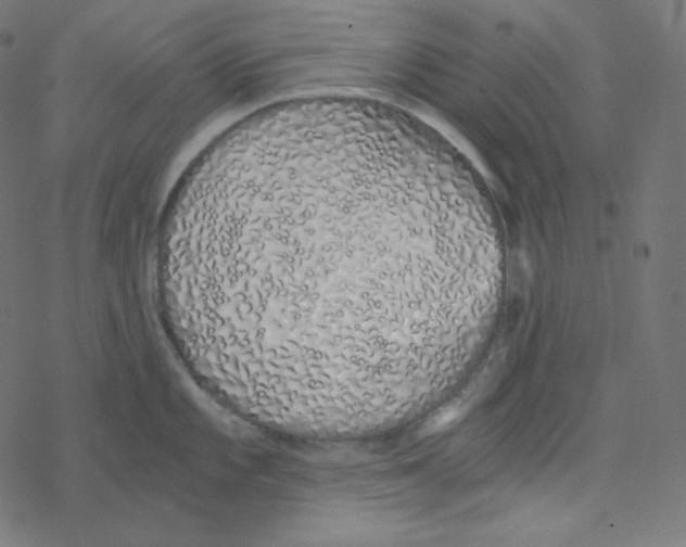 X0000078261101200612011648