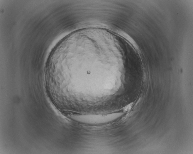 X0000078261144200612011648