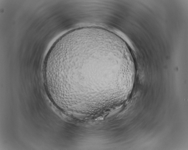 X0000078261148200612011648