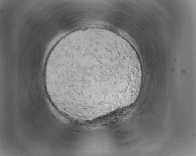 X0000078261152200612011648