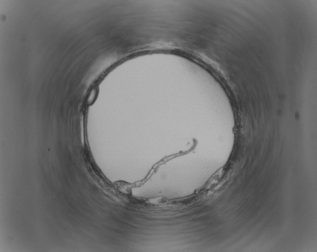 X0000078261171200612011647