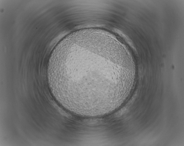 X0000078261185200612011647