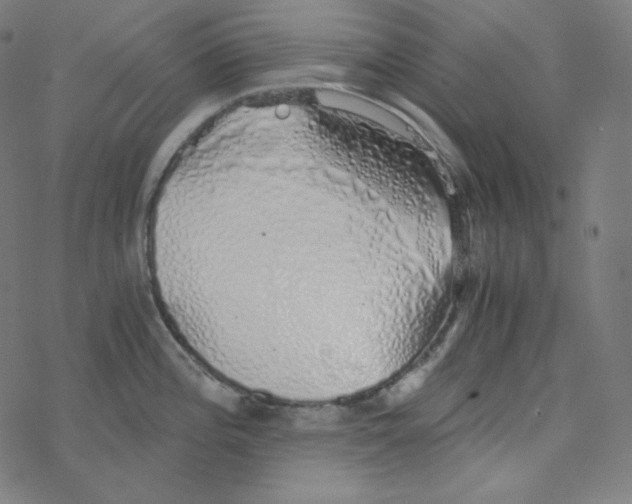 X0000078261196200612011647