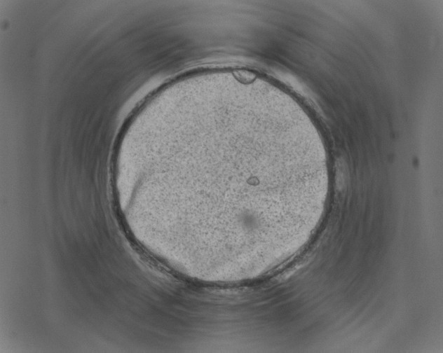 X0000078261229200612011646