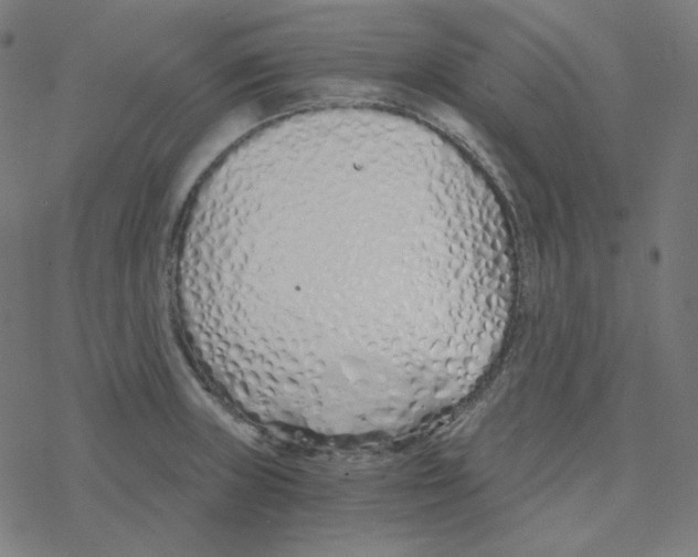 X0000078261235200612011646