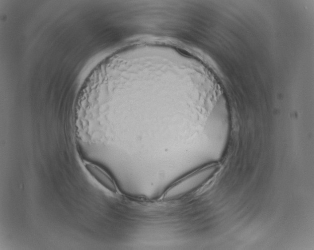 X0000078261247200612011646