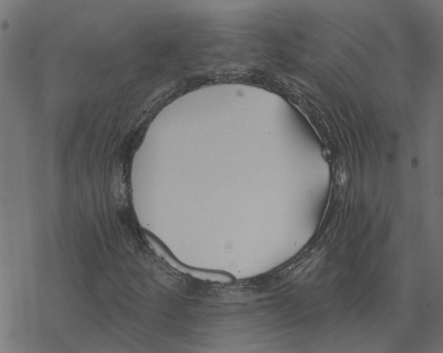 X0000078261252200612011646