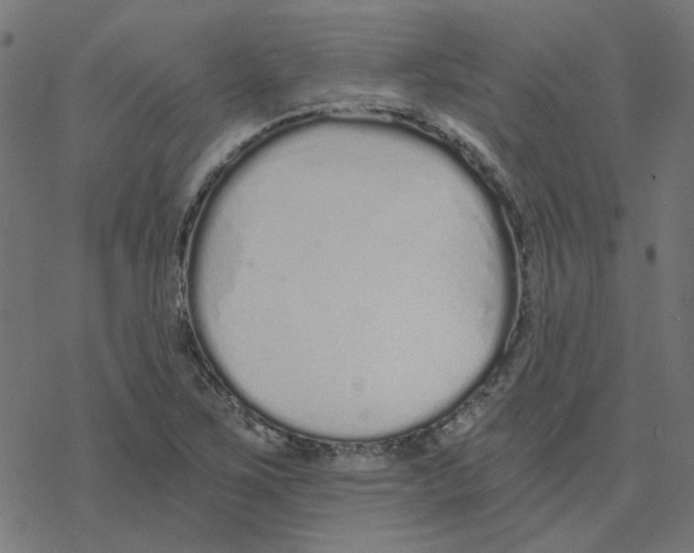 X0000078261267200612011645