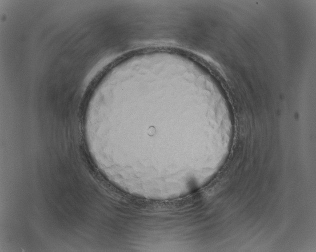 X0000078261271200612011645