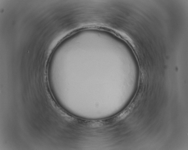 X0000078261279200612011645