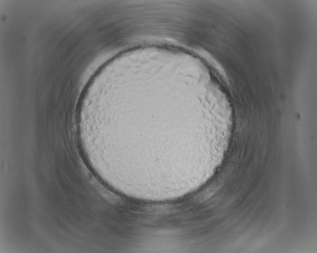 X0000078261287200612011645