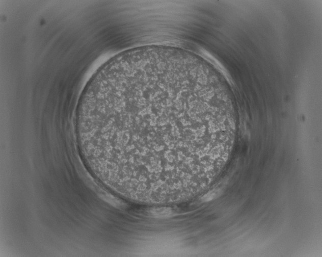 X0000078261291200612011645