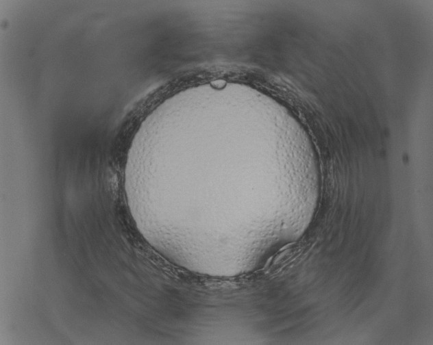 X0000078261302200612011644