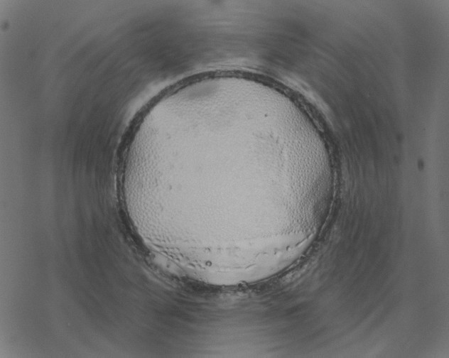 X0000078261316200612011644