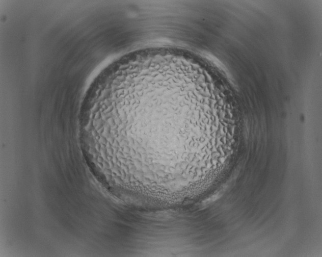 X0000078261326200612011645