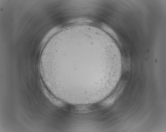 X0000078261338200612011645