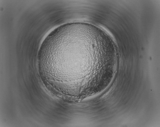 X0000078261340200612011645