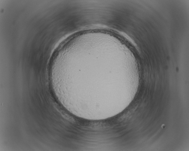 X0000078261364200612011644