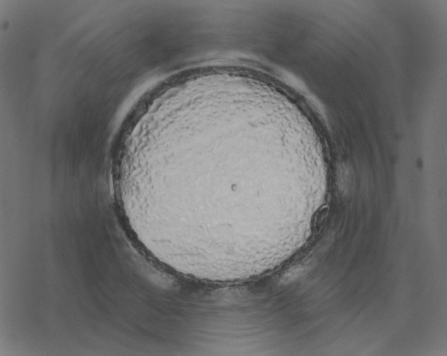 X0000078261368200612011644