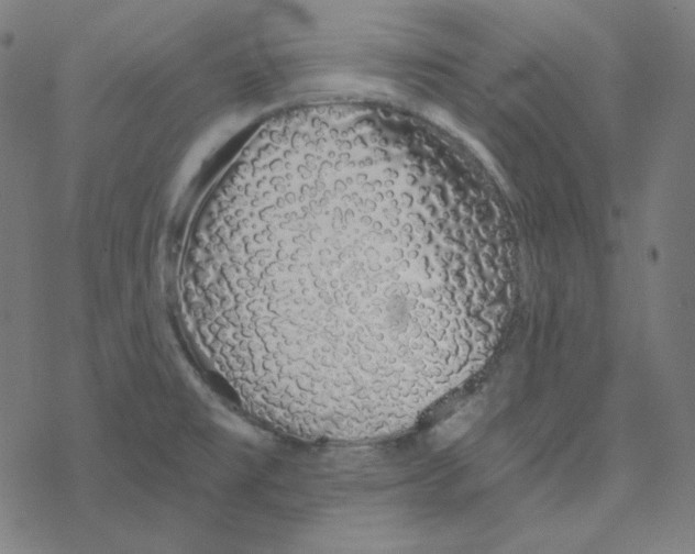 X0000078261477200612011642