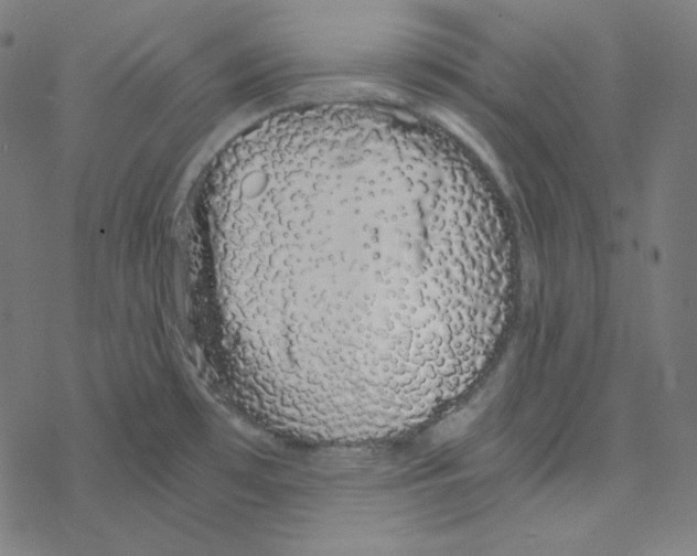 X0000078261481200612011642