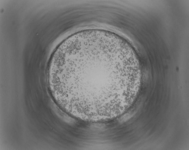 X0000078261514200612011641