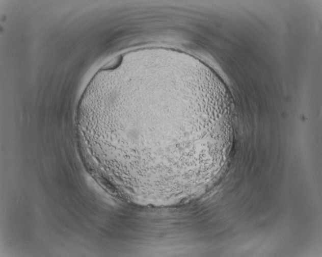 X0000078261532200612011642