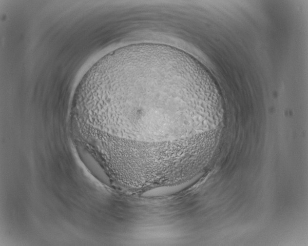 X0000078261536200612011642