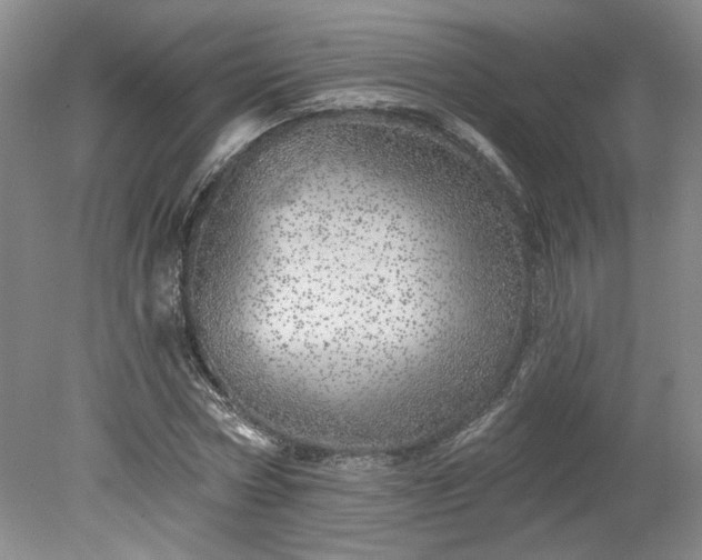 X0000078270778200611101106