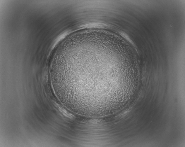X0000078271067200611101102