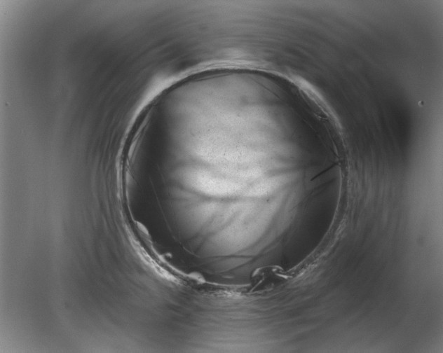 X0000078271238200611101059